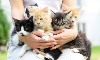 Kittens