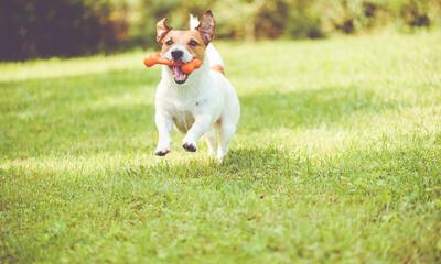 Hond